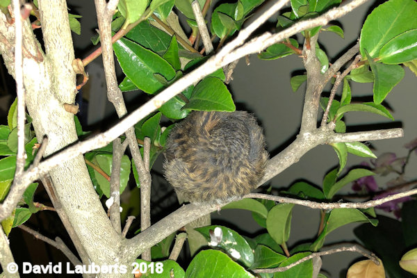 Dunnock Curled up for the night 1st July 2018