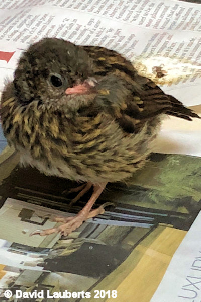 Dunnock 'Where's breakfeast?' 2nd July 2018