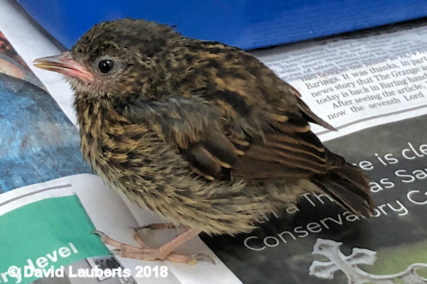 Dunnock Reading the paper 2nd July 2018