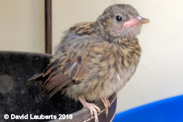 Dunnock Perching Practice 2nd July 2018