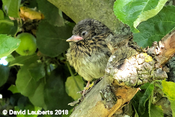 Dunnock Snoozing amoungst the apples 2nd July 2018