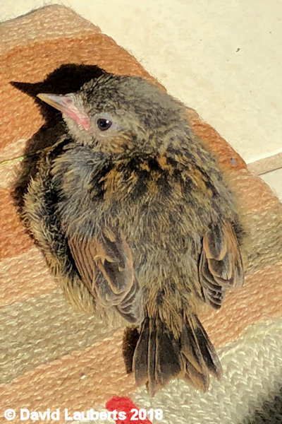 Dunnock Finding a sunny spot 2nd July 2018