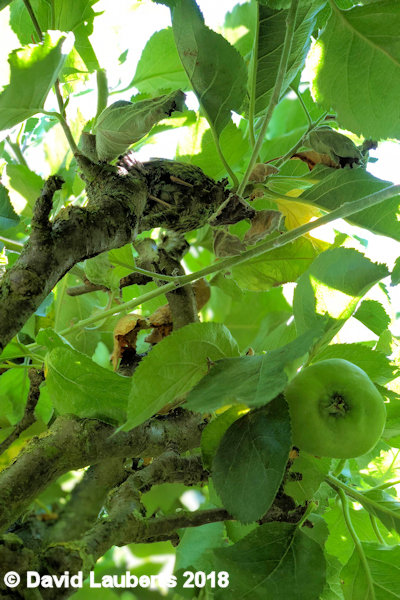 Dunnock Apples are too big to eat 2nd July 2018
