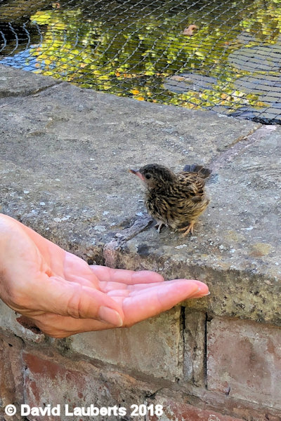 Dunnock Hop on 2nd July 2018