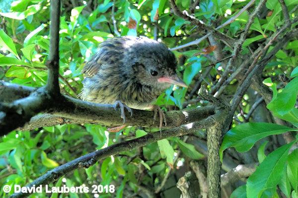 Dunnock How do you get down? 2nd July 2018