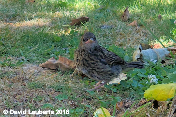 Dunnock Going to blend in 2nd July 2018