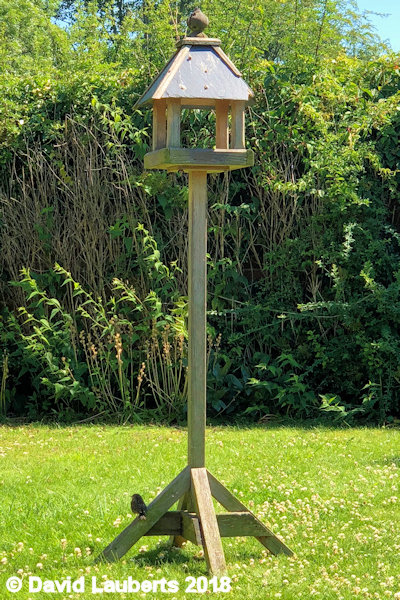 Dunnock How to get up there? 2nd July 2018