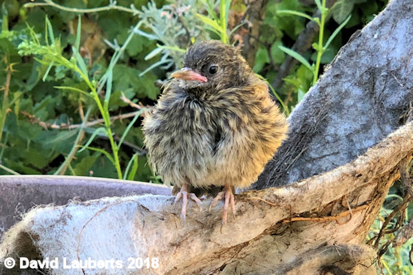 Dunnock Looking cool 2nd July 2018