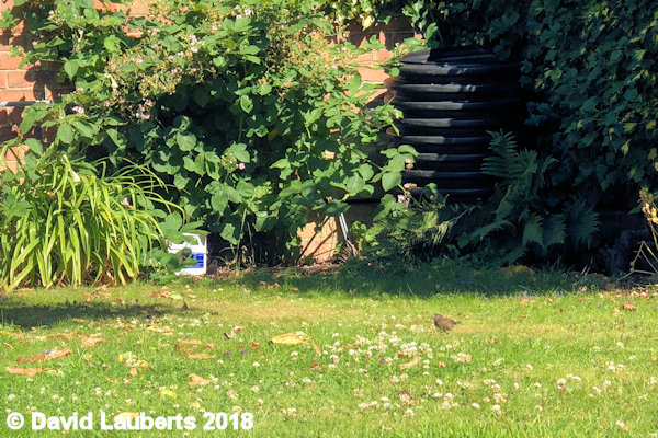 Dunnock Running across the lawn 2nd July 2018