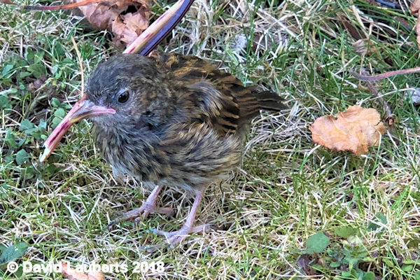 Dunnock Seen any worms? 2nd July 2018