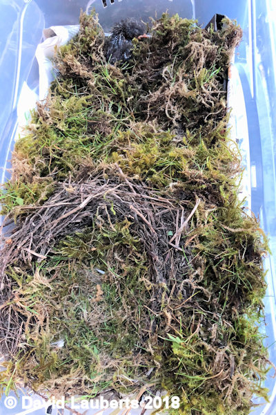 Dunnock Home 22nd June 2018