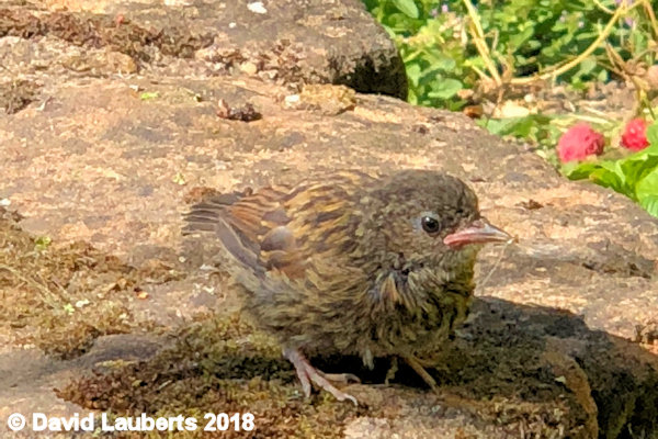 Dunnock Fading into the stones 2nd July 2018