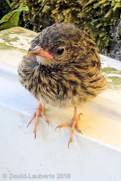 Dunnock Look at my claws! 2nd July 2018