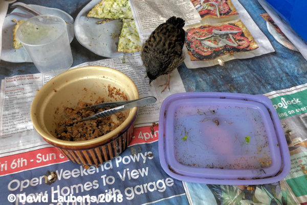 Dunnock Having last breakfeast 3rd July 2018