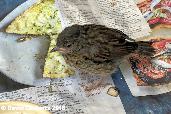 Dunnock Is that quiche good? 3rd July 2018