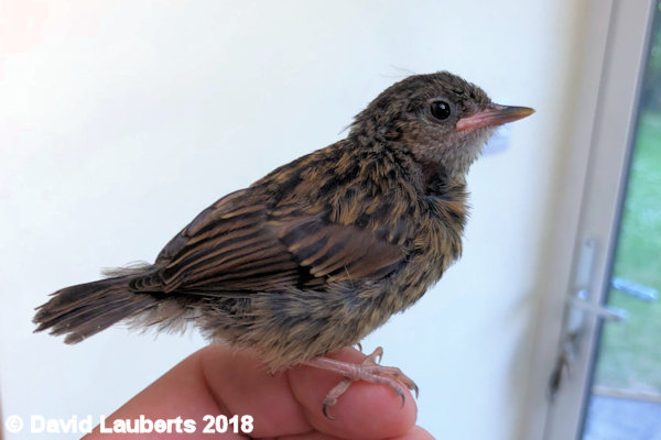 Dunnock Ready for the off 3rd July 2018