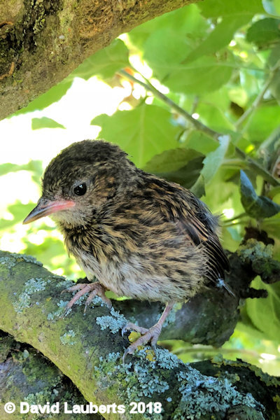 Dunnock Freedom calls 3rd July 2018
