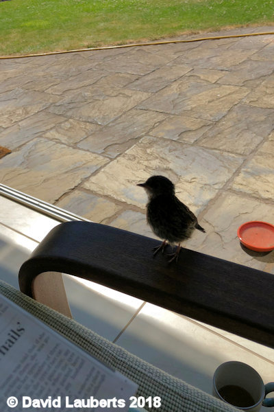 Dunnock Hey - I'm back! 3rd July 2018