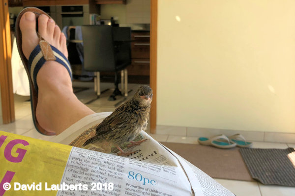 Dunnock What you reading? 3rd July 1018