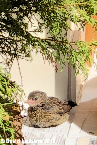 Dunnock What's so special about outside? 3rd July 2018