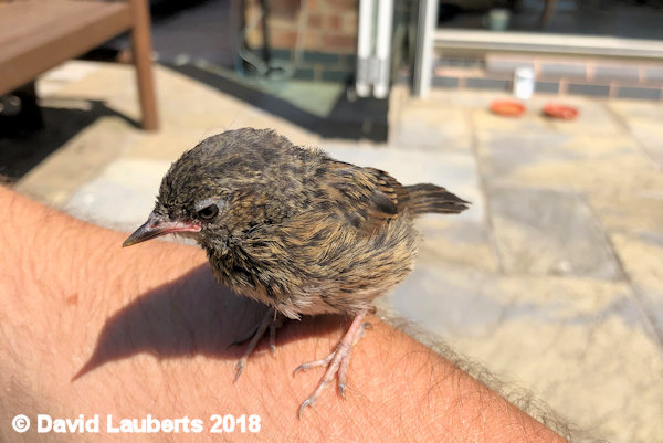 Dunnock Like a hawk on the arm 3rd July 2018