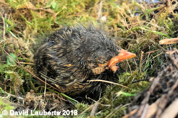 Dunnock Nestled in the moss 22nd June 2018