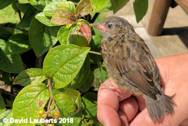 Dunnock Helping hand 3rd July 2018