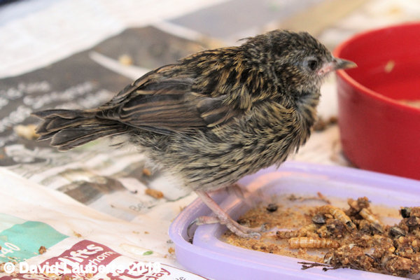 Dunnock Inside dining 4th July 2018