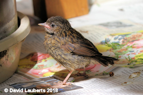 Dunnock Sticking your chest out 4th July 2018