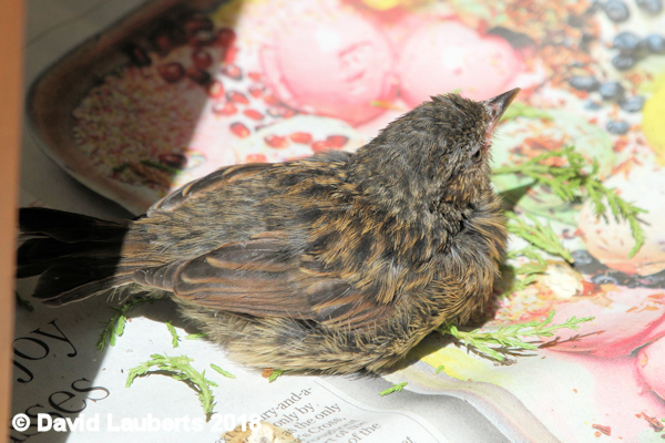 Dunnock Sunning it on the paper 4th July 2018