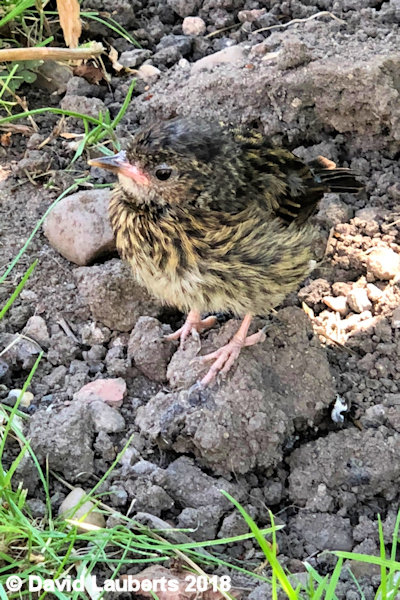 Dunnock Inspecting the soil 4th July 2018