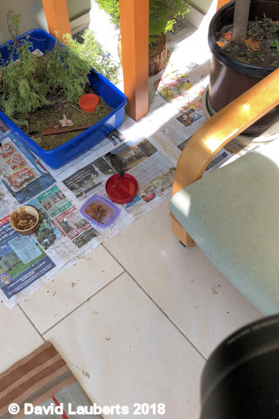 Dunnock Coming in for food 4th July 2018