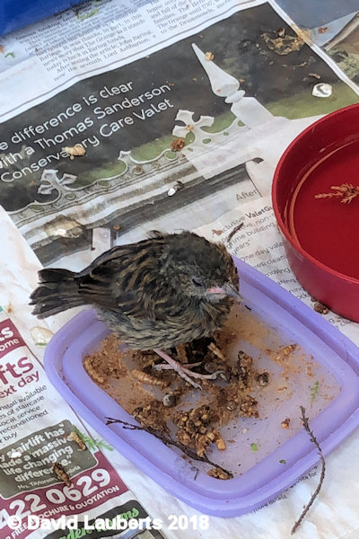 Dunnock Dem bugs is nice 4th July 2018