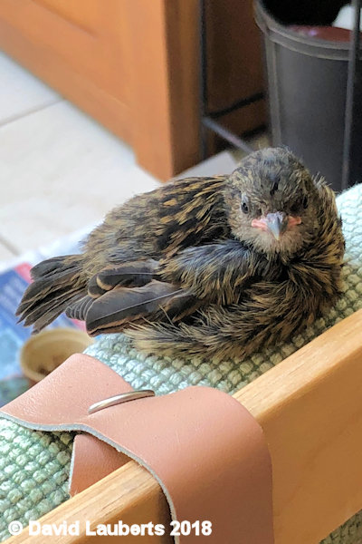 Dunnock Relaxing on the chair 4th July 2018