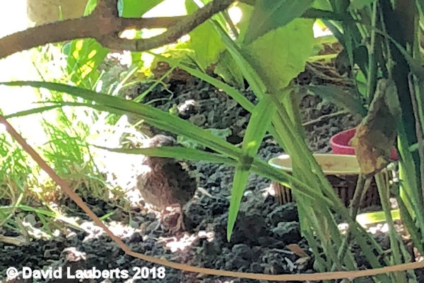 Dunnock Getting used to a new home 5th July 2018