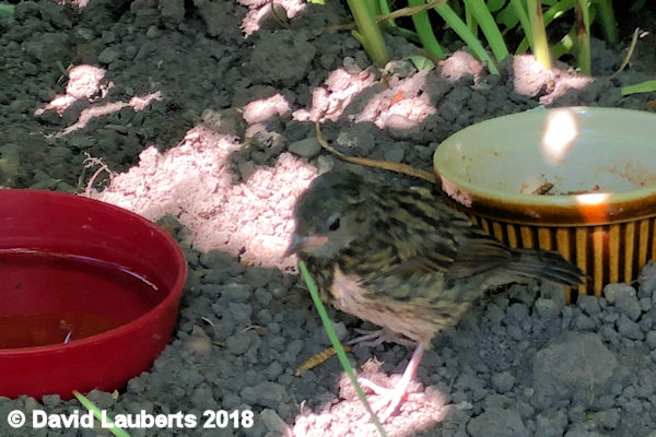 Dunnock New feeding arrangements 5th July 2018