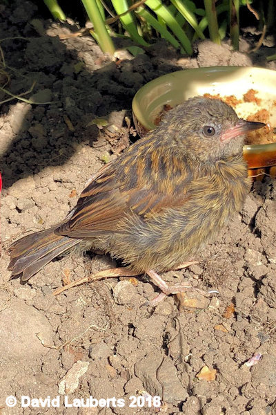 Dunnock Ready for the world 6th July 2018
