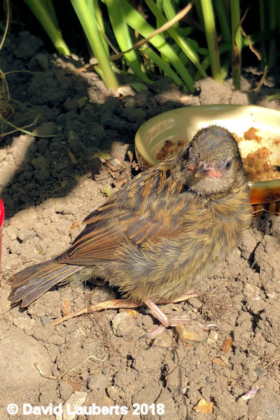 Dunnock Here's looking at you kid 6th July 2018