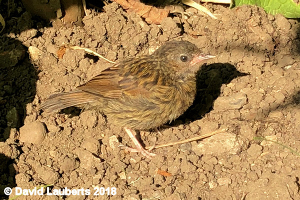 Dunnock Do I remember you? 7th July 2018