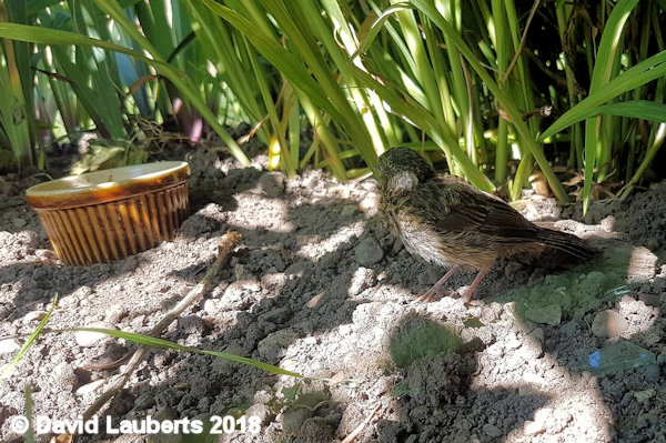 Dunnock Outside dining 8th July 2018