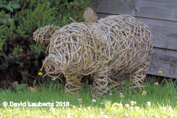 Dunnock Riding a pig 25th July 2018