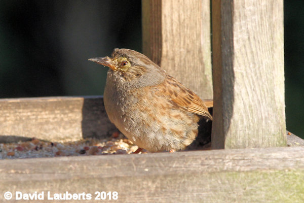 Dunnock On the bird table 25th July 2018