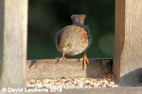 Dunnock Being choosy 25th July 2018