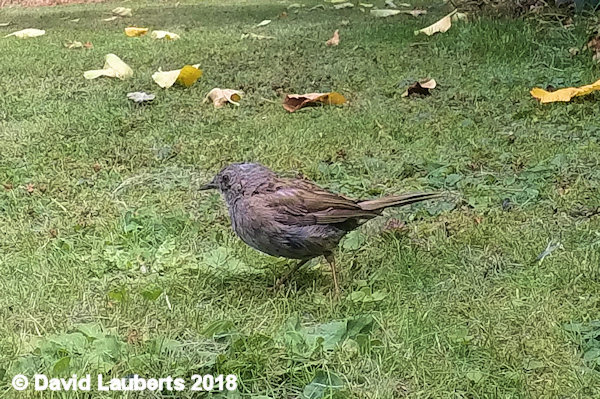 Dunnock Chance sighting 8th July 2018