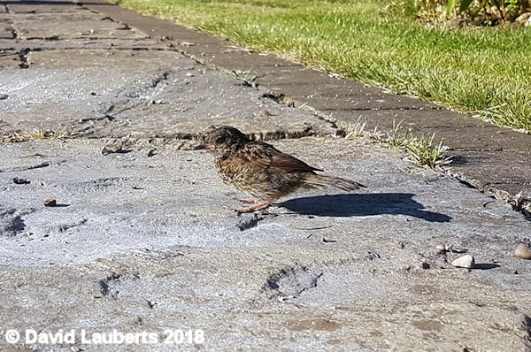 Dunnock Exploring the scattered seeds 9th July 2018