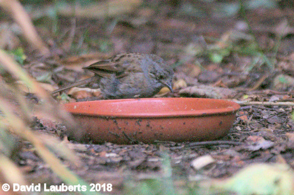 Dunnock Looking for more 13th July 2018