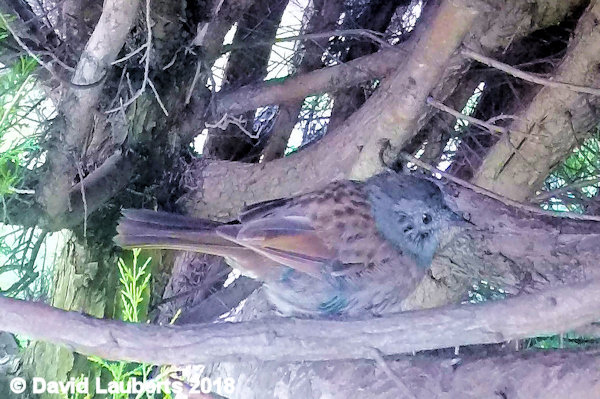 Dunnock In the trees 13th July 2018