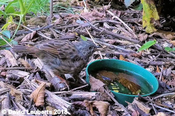 Dunnock Looking for more 13th July 2018