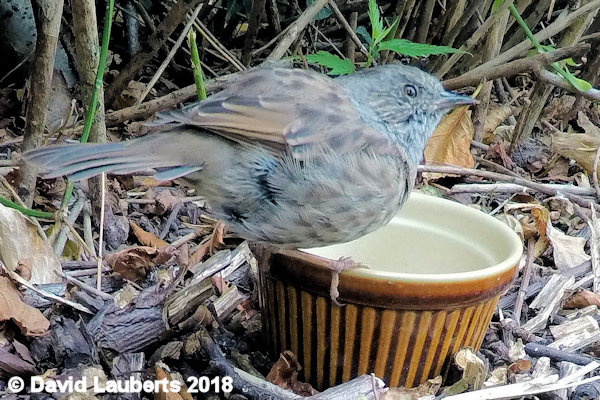 Dunnock A proper Dunnock now 6th September 2018